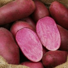 SEED POTATO - MAIN CROP 'Heidi Red' - 6 Tubers SEED POTATO - MAIN CROP 'Heidi Red' - 6 Tubers