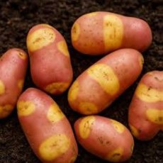 SEED POTATO - MAIN CROP 'Nemo' - 6 Tubers SEED POTATO - MAIN CROP 'Nemo' - 6 Tubers