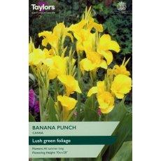 TAYLORS Canna Banana Punch TAYLORS Canna Banana Punch