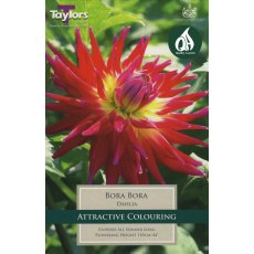 TAYLORS Dahlia Bora Bora TAYLORS Dahlia Bora Bora