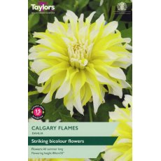 TAYLORS Dahlia Calgary Flames TAYLORS Dahlia Calgary Flames