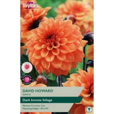 TAYLORS Dahlia David Howard TAYLORS Dahlia David Howard