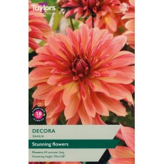 TAYLORS Dahlia Decora TAYLORS Dahlia Decora