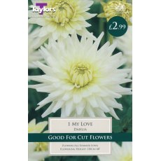 TAYLORS Dahlia My Love TAYLORS Dahlia My Love