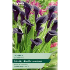 TAYLORS Zantedeschia Odessa TAYLORS Zantedeschia Odessa