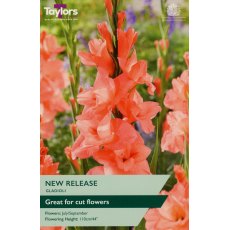 TAYLORS Gladioli New Release TAYLORS Gladioli New Release
