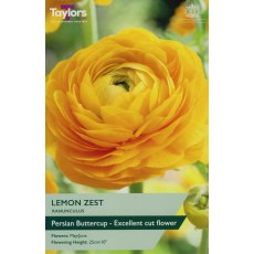 TAYLORS Ranunculus Lemon Zest TAYLORS Ranunculus Lemon Zest