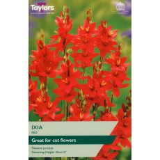 TAYLORS Ixia Red TAYLORS Ixia Red
