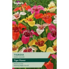 TAYLORS Tigridia (Tiger Flower) TAYLORS Tigridia (Tiger Flower)