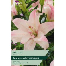 TAYLORS Lily Bentley TAYLORS Lily Bentley