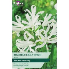 TAYLORS Nerine Bowdenii Like A Virgin TAYLORS Nerine Bowdenii Like A Virgin