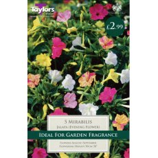 TAYLORS Mirabilis Jalapa (Evening Flower) TAYLORS Mirabilis Jalapa (Evening Flower)