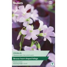 TAYLORS Oxalis Triangularis (The Love Plant) TAYLORS Oxalis Triangularis (The Love Plant)