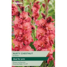 TAYLORS Gladioli Rusty Chestnut TAYLORS Gladioli Rusty Chestnut