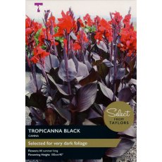 TAYLORS Canna Tropicanna Black - Special Edition TAYLORS Canna Tropicanna Black - Special Edition