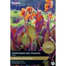 TAYLORS Canna Tropicanna - Special Edition TAYLORS Canna Tropicanna - Special Edition