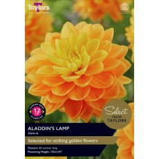 TAYLORS Dahlia Aladdin's Lamp - Special Edition TAYLORS Dahlia Aladdin's Lamp - Special Edition