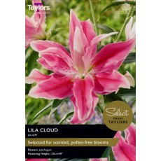 TAYLORS Lily Lila Cloud - Special Edition TAYLORS Lily Lila Cloud - Special Edition