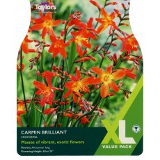 TAYLORS Crocosmia Carmin Brilliant XL Value TAYLORS Crocosmia Carmin Brilliant XL Value