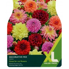 TAYLORS Dahlia Decorative Mixed XL Value TAYLORS Dahlia Decorative Mixed XL Value
