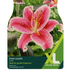 TAYLORS Lilium Stargazer XL Value TAYLORS Lilium Stargazer XL Value