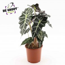 Alocasia Polly 3pp 17cm Alocasia Polly 3pp 17cm