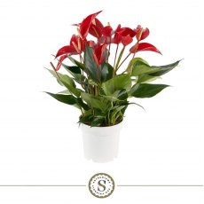 Anthurium Banderola Roja 14cm Anthurium Banderola Roja 14cm