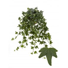 Hedera hel Sjoelle 13cm Hedera hel Sjoelle 13cm