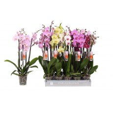 Phalaenopsis Mix 4t 25+ 12cm Phalaenopsis Mix 4t 25+ 12cm