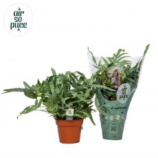 Phlebodium aur Blue Star 'Air So Pure' 17cm Phlebodium aur Blue Star 'Air So Pure' 17cm