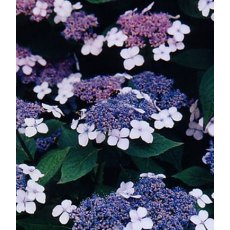 Hydrangea macrophylla 'Mariesii Perfecta' (L) 5L Hydrangea macrophylla 'Mariesii Perfecta' (L) 5L