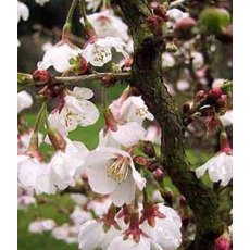Prunus incisa 'Kojo-no-mai' 2L Prunus incisa 'Kojo-no-mai' 2L