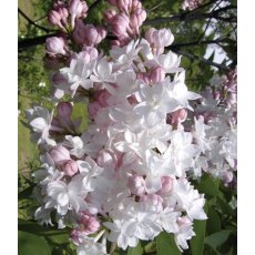 Syringa vulgaris 'Beauty Of Moscow' 5L Syringa vulgaris 'Beauty Of Moscow' 5L