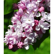 Syringa vulgaris 'Belle De Nancy' 5L Syringa vulgaris 'Belle De Nancy' 5L