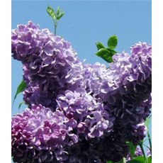 Syringa vulgaris 'Ruhm von Horst Stein' 5L Syringa vulgaris 'Ruhm von Horst Stein' 5L