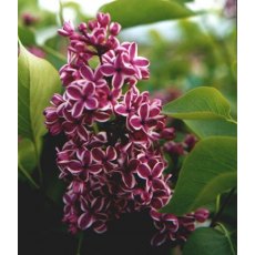 Syringa vulgaris 'Sensation' 5L Syringa vulgaris 'Sensation' 5L