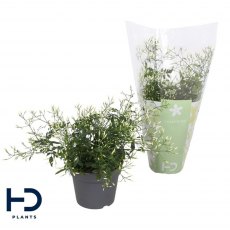 Jasminum polyanthum Bush 300+ 12 cm Jasminum polyanthum Bush 300+ 12 cm