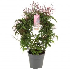 Jasminum polyanthum Passion Dark pink 300+ Arch 12 cm Jasminum polyanthum Passion Dark pink 300+ Arch 12 cm