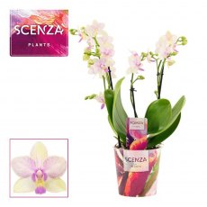 Phalaenopsis multi 3-4t 30+ Dazzling Blossom 12 cm Phalaenopsis multi 3-4t 30+ Dazzling Blossom 12 cm