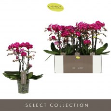 Phalaenopsis Optimost 3t Morelia 35+ 12 cm Phalaenopsis Optimost 3t Morelia 35+ 12 cm