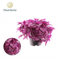 Tradescantia fluminensis Pink Paradise 14 cm Tradescantia fluminensis Pink Paradise 14 cm