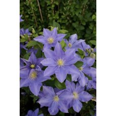 Clematis 'Fujimusume' 17cm Clematis 'Fujimusume' 17cm