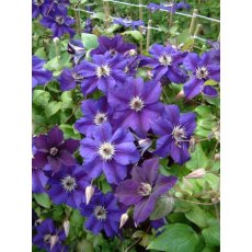 Clematis HAPPY BIRTHDAY ('Zohapbi'PBR) (LL) 17cm Clematis HAPPY BIRTHDAY ('Zohapbi'PBR) (LL) 17cm