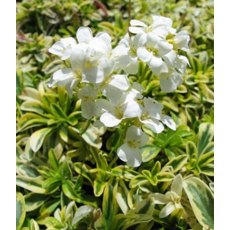 ALPINE Arabis ferdinandi-coburgi 'Old Gold' 9cm ALPINE Arabis ferdinandi-coburgi 'Old Gold' 9cm