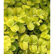 ALPINE Lysimachia nummularia 'Aurea' 9cm ALPINE Lysimachia nummularia 'Aurea' 9cm