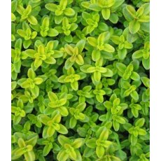 ALPINE Thymus pulegiodes 'Aureus' 9cm ALPINE Thymus pulegiodes 'Aureus' 9cm
