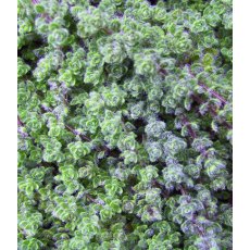 ALPINE Thymus serpyllum 9cm ALPINE Thymus serpyllum 9cm