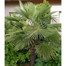 Trachycarpus fortunei 4L Trachycarpus fortunei 4L