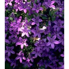 ALPINE Campanula poscharskyana 1L ALPINE Campanula poscharskyana 1L