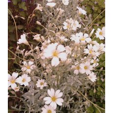 ALPINE Cerastium tomentosum 1L ALPINE Cerastium tomentosum 1L